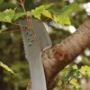 Maczeta ogrodowa Fiskars 1051236 stal nierdzewna pomarańczowa rękojeść