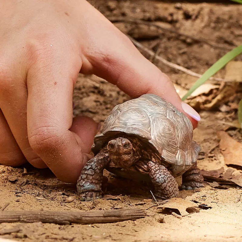 Figurka, Schleich, WILD LIFE Żółw olbrzymi
