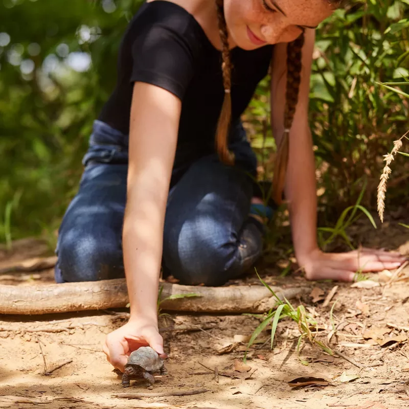 Figurka, Schleich, WILD LIFE Żółw olbrzymi