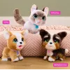 FurReal Poop-a-lots Corgi, Chłopiec/Dziewczynka, 4 lat(a), Dźwięk