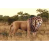 Schleich WILD LIFE Lew ryczący Wielokolorowy Plastik 3+ lata