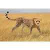 Figurka Schleich WILD LIFE Samica geparda 14746