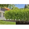 System nawadniania kropelkowego Gardena 13500-20