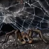 schleich Harry Potter Aragog, 6 lat(a), Magiczne stworzenia, Czarny, Brązowy, Biały, Plastik