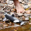 Figurka Schleich WILD LIFE Orka