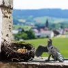 schleich Pinkie the magpie, 3 lata, Wielokolorowy, Plastik