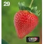 Epson Strawberry Multipack 4-kolory 29 EasyMail, Standardowa Wydajność, Czarny, cyjan, magenta, Żółty, 5.3 ml, 3.2 ml, 1 szt., Wielopak