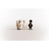 Figurki zabawkowe Schleich FARM WORLD Kurze przyjaciółki Wielokolorowy 42574