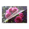 Folie laminacyjne Olympia 9165