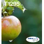 Epson Apple Multipack 4-kolory T129 EasyMail, Czarny, cyjan, magenta, Żółty, 11,2 ml, 7 ml, 1 szt., Zestaw wielopak