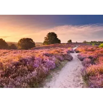 Puzzle Ravensburger Pink Pathway Netherlands, 1000 elementów, 700×? mm, grubość 2 mm