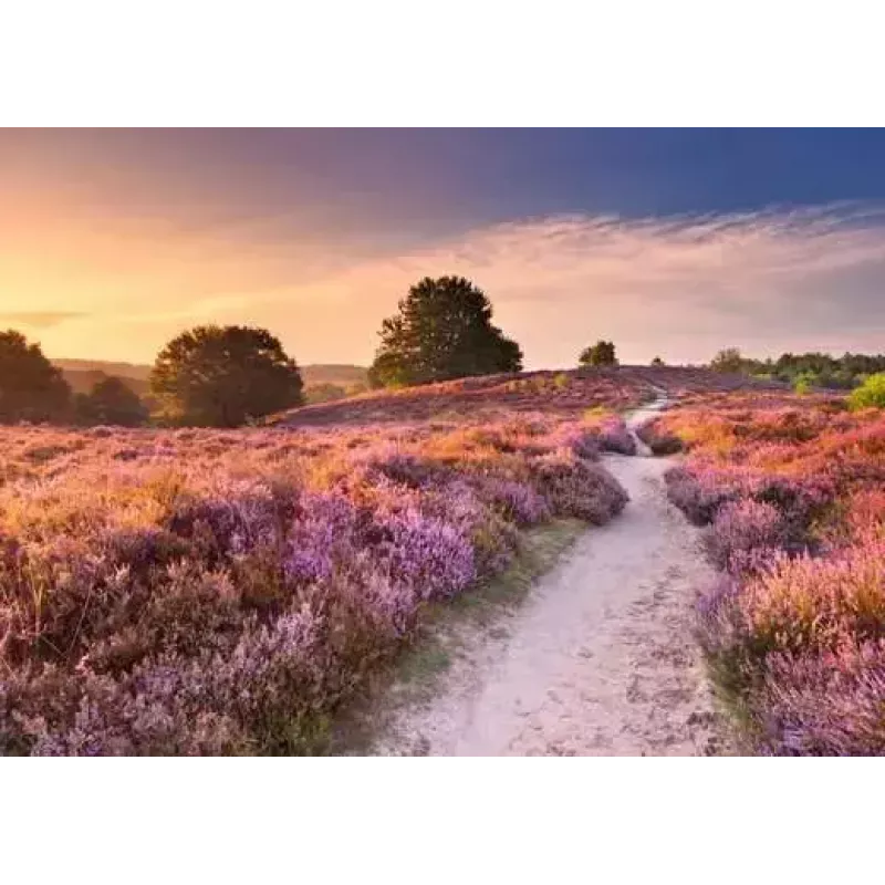 Puzzle Ravensburger Pink Pathway Netherlands, 1000 elementów, 700×? mm, grubość 2 mm