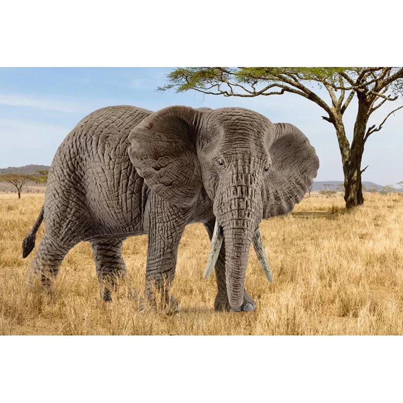 schleich WILD LIFE słoń afrykański, samica, 3 lat(a), Safari, Dzikie zwierzęta / zabawki przygodowe, Wielokolorowy, Plastik, 1 szt.