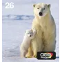 Epson Polar bear Multipack 4-kolory 26 EasyMail, Standard Yield, Czarny, Cyjan, magenta, Żółty, Tusz pigmentowy, Tusz barwnikowy, 6,2 ml, 4,5 ml