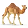schleich WILD LIFE Dromader. Zalecany wiek (min): 3 lat(a), Kolor produktu: Wielokolorowy, Materiał: Plastik. Liczba produktów w zestawie: 1 szt.