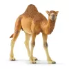 schleich WILD LIFE Dromader. Zalecany wiek (min): 3 lat(a), Kolor produktu: Wielokolorowy, Materiał: Plastik. Liczba produktów w zestawie: 1 szt.