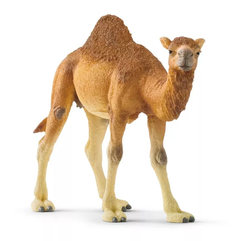 schleich WILD LIFE Dromader. Zalecany wiek (min): 3 lat(a), Kolor produktu: Wielokolorowy, Materiał: Plastik. Liczba produktów w zestawie: 1 szt.