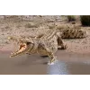 schleich WILD LIFE Krokodyl, 3 lata, Safari, Dzikie zwierzęta / zabawki przygodowe, Wielokolorowy, Tworzywo sztuczne, 1 szt.