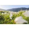 Canon Wide-Angle RF 24 mm F1.8 Macro IS STM Camera Lenses, Czarny