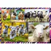 Zestaw puzzli TREFL Funny — 4 x 250 elementów, tematyczny zestaw dla dzieci