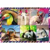 Zestaw puzzli TREFL Funny — 4 x 250 elementów, tematyczny zestaw dla dzieci