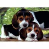Clementoni High Quality Collection Close Together Puzzle 500 szt. Zwierzęta