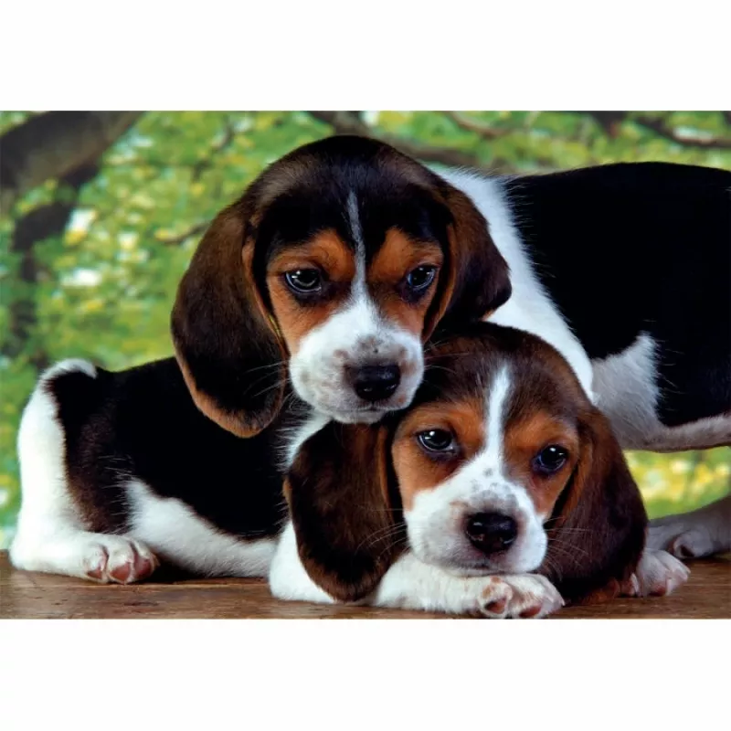 Clementoni High Quality Collection Close Together Puzzle 500 szt. Zwierzęta