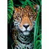 Clementoni High Quality Collection Jaguar in the Jungle Jigsaw puzzle 500 szt. Animals