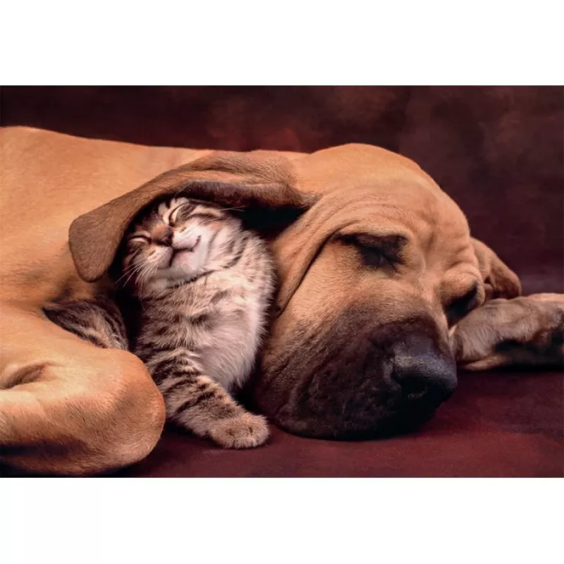 Clementoni High Quality Collection 35583 puzzle Jigsaw puzzle 500 szt. Animals