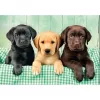 Clementoni High Quality Collection 39946 puzzle Jigsaw puzzle 1000 szt. Animals