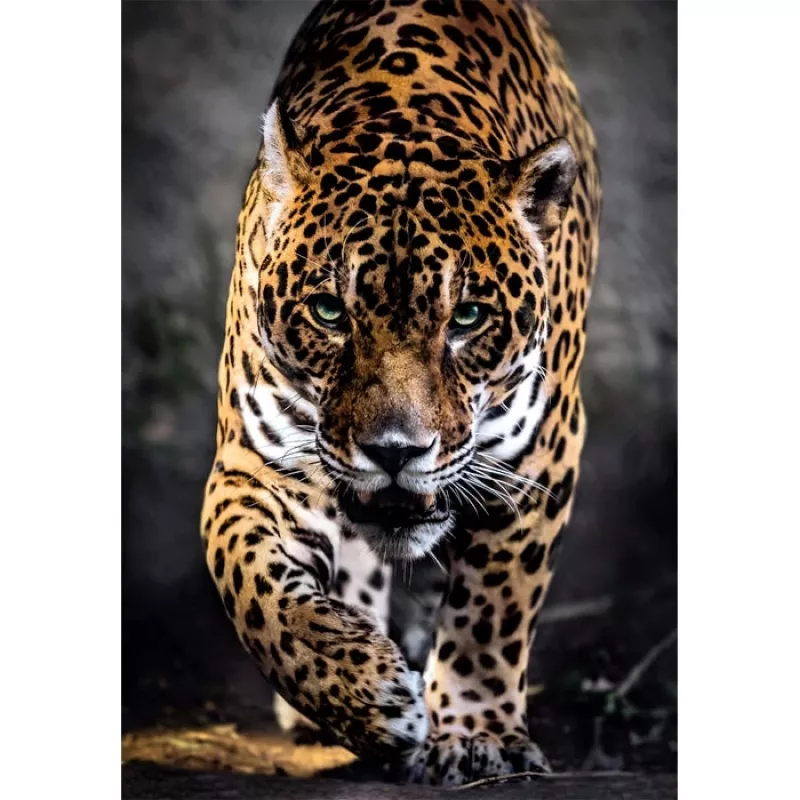 Clementoni High Quality Collection 39947 puzzle Puzzle 1000 szt. Zwierzęta