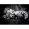 Clementoni High Quality Collection 39950 puzzle Puzzle 1000 szt. Zwierzęta