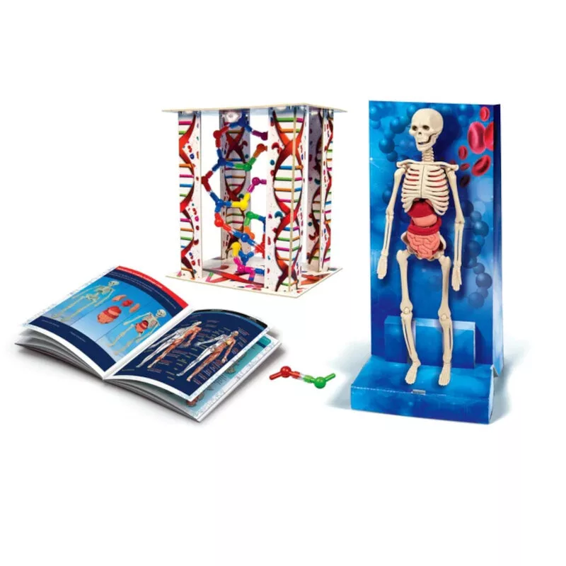 Science Fun Human Body Polish Language Clementoni 60249