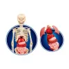 Science Fun Human Body Polish Language Clementoni 60249