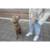 PALOPA 2-in-1 Uchwyt na butelkę i torba na smakołyki Boudi Taupe
