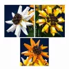 Mould King Sunflower Potted 24111 Building Block Set (854 Pieces)