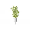 Click & Grow Smart Garden Refill Majeranek, 3 wkłady do roślin (SGR41X3)