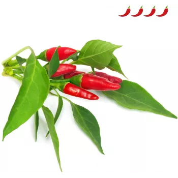 Click & Grow kapsuły roślinne papryczka chili Piri Piri do Smart Garden, 3 szt. (SGR67X3)