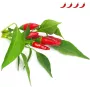 Click & Grow kapsuły roślinne papryczka chili Piri Piri do Smart Garden, 3 szt. (SGR67X3)