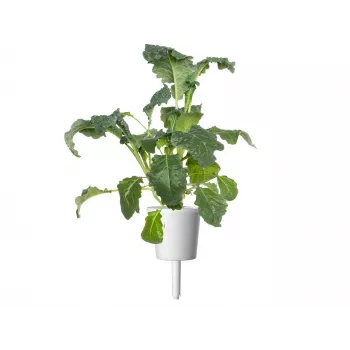 Click & Grow Smart Garden Refill, 3 plant pods (SGR86X3)