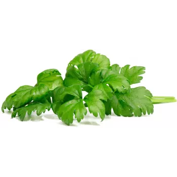Click & Grow kapsuły roślinne seler liściowy do Smart Garden, 3 szt. (SGR97X3)