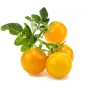 Click and Grow Smart Garden Refill 3 szt. Kapsułki z miniaturowymi pomidorami