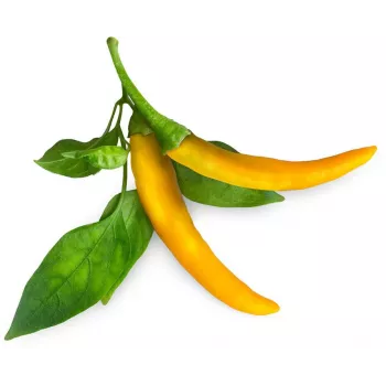 Click & Grow SGR60X3 Nasiona papryki chili w kapsułkach (opakowanie 3 szt.)