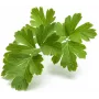Click & Grow SGR68x3 Nasiona Pietruszki w Kapsułkach (3 szt.)