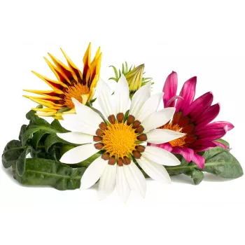 Click & Grow kapsuły roślinne gazania do Smart Garden, 3 szt. (SGR92X3)