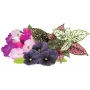 Click & Grow kapsuły roślinne mieszanka kolorowych kwiatów do Smart Garden, 9 szt. (PPMVBX9)