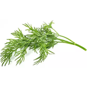Click & Grow SGR49x3 Nasiona Kopru w Kapsułkach, 3 sztuki