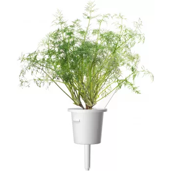 Click & Grow SGR49x3 Nasiona Kopru w Kapsułkach, 3 sztuki