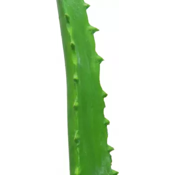 EUROPALMS Sztuczna roślina aloesu w czarnej doniczce, 63cm 82809112