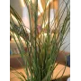 EUROPALMS Sztuczna Trawa Trzcinowa, 145cm, Zielono-Brązowa, W Doniczce 82600229